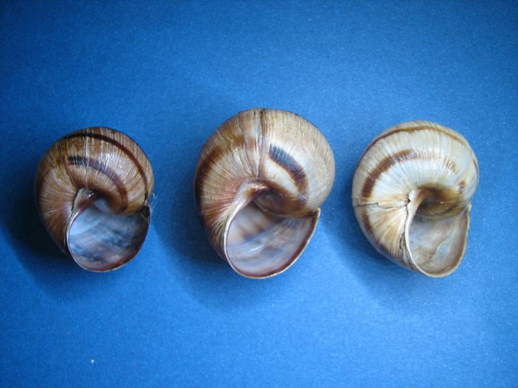 Variazioni in Helix ligata